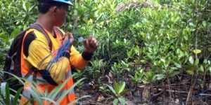 Tim Surveyor Mangrove Map Lakukan Analisis Vegetasi Mangrove di Segara Anakan, Cilacap