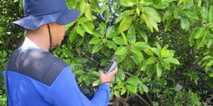 Mangrove Map Lakukan Survei Mangrove di Bantul
