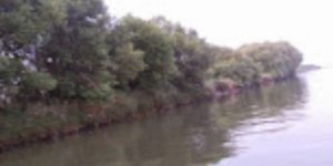 Mangrove Map Kunjungi Ekowisata Mangrove Karangsong