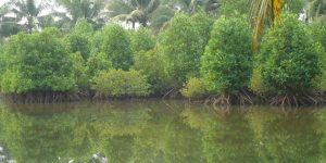 Mangrove Map Petakan Mangrove Pangandaran