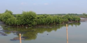 Mangrove Map Luncurkan Mangrove Tag