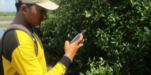 Mangrove Map Petakan Mangrove Kabupaten Rembang