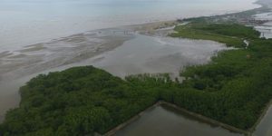 Mangrove Map Petakan Mangrove Rembang dengan Drone