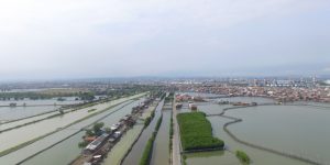 Pakai Drone, Begini Penampakan Vegetasi Mangrove Tambak Lorok, Semarang Dilihat dari Udara