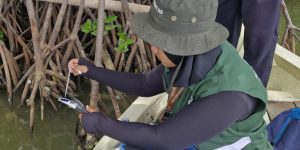 Mangrove Map: Platform Riset dan Data Mangrove untuk Konservasi Pesisir Berkelanjutan