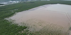 Mengapa Mangrove Sangat Penting bagi Kehidupan di Pesisir?