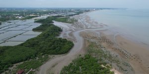 Indonesia dan Mangrove: Mengapa Kita Memiliki Hutan Mangrove Terluas di Dunia?