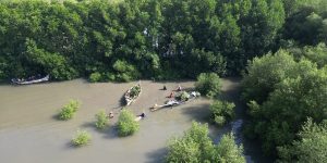 Pemetaan Mangrove untuk Carbon Offset: Fondasi Kredit Karbon Blue Carbon yang Kredibel