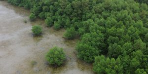 Peta Pantau Mangrove Map: Solusi Pemetaan Spasial dengan Dashboard GIS Interaktif